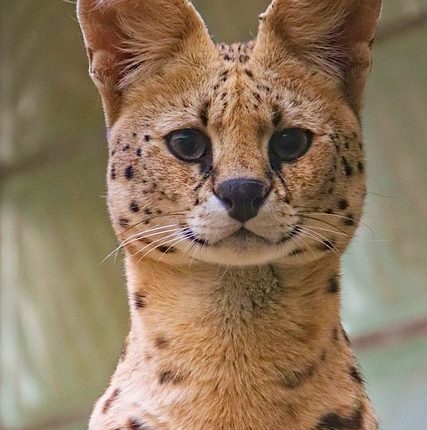 ingrijire serval