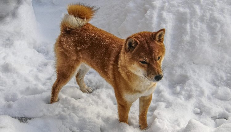 Shiba Inu