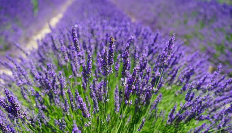 Lavanda