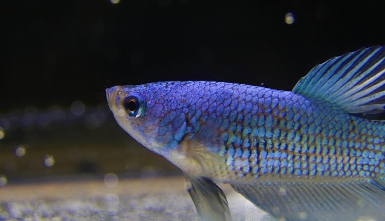 Porcușorul carpatic