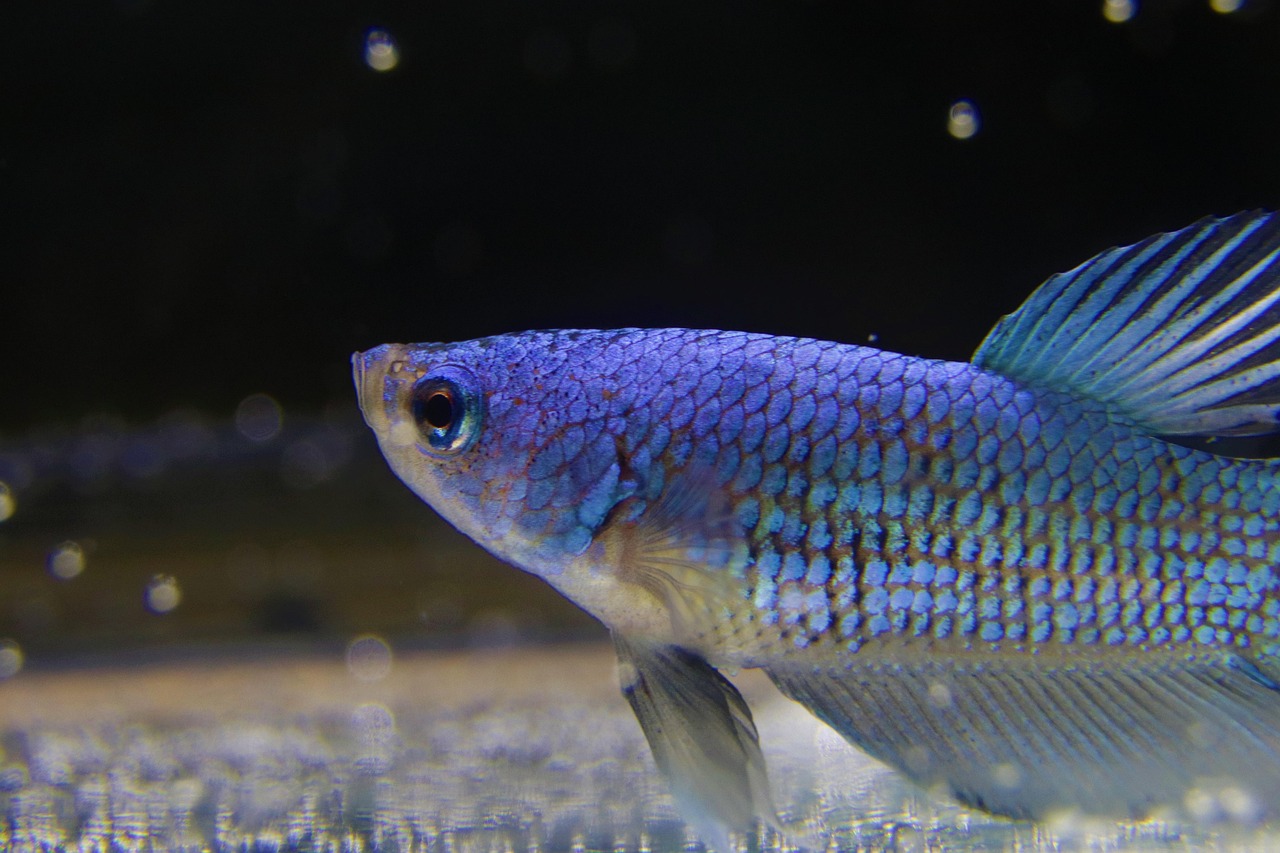 Porcușorul carpatic