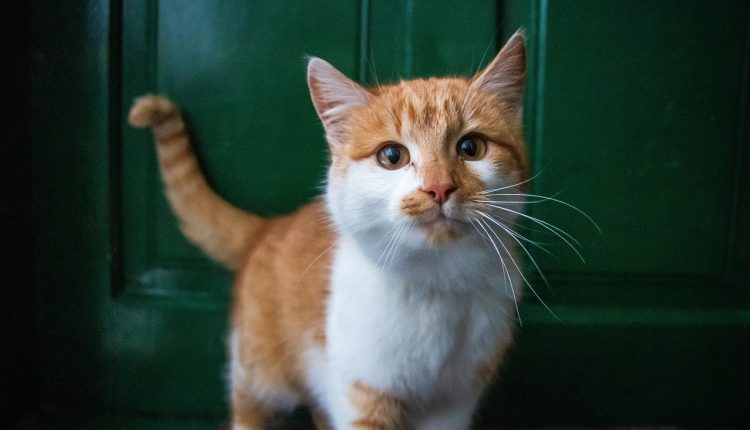 Îngrijirea corectă a unei pisici