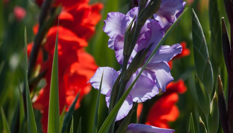 Gladiola