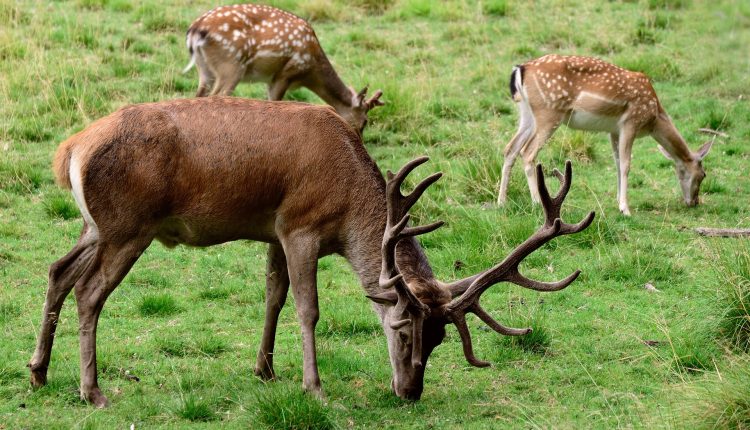 cele mai mari și mai impresionante specii de cerbi din Europa