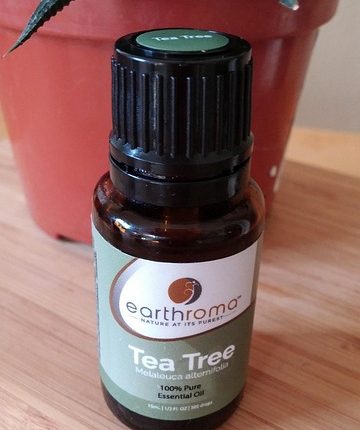 Melaleuca alternifolia