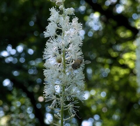 utilizare Black cohosh