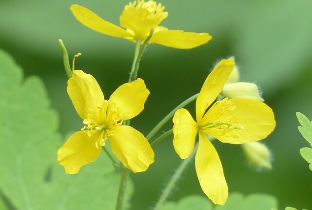 Chelidonium majus