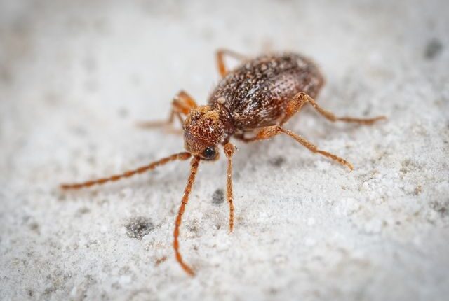 Thanasimus formicarius